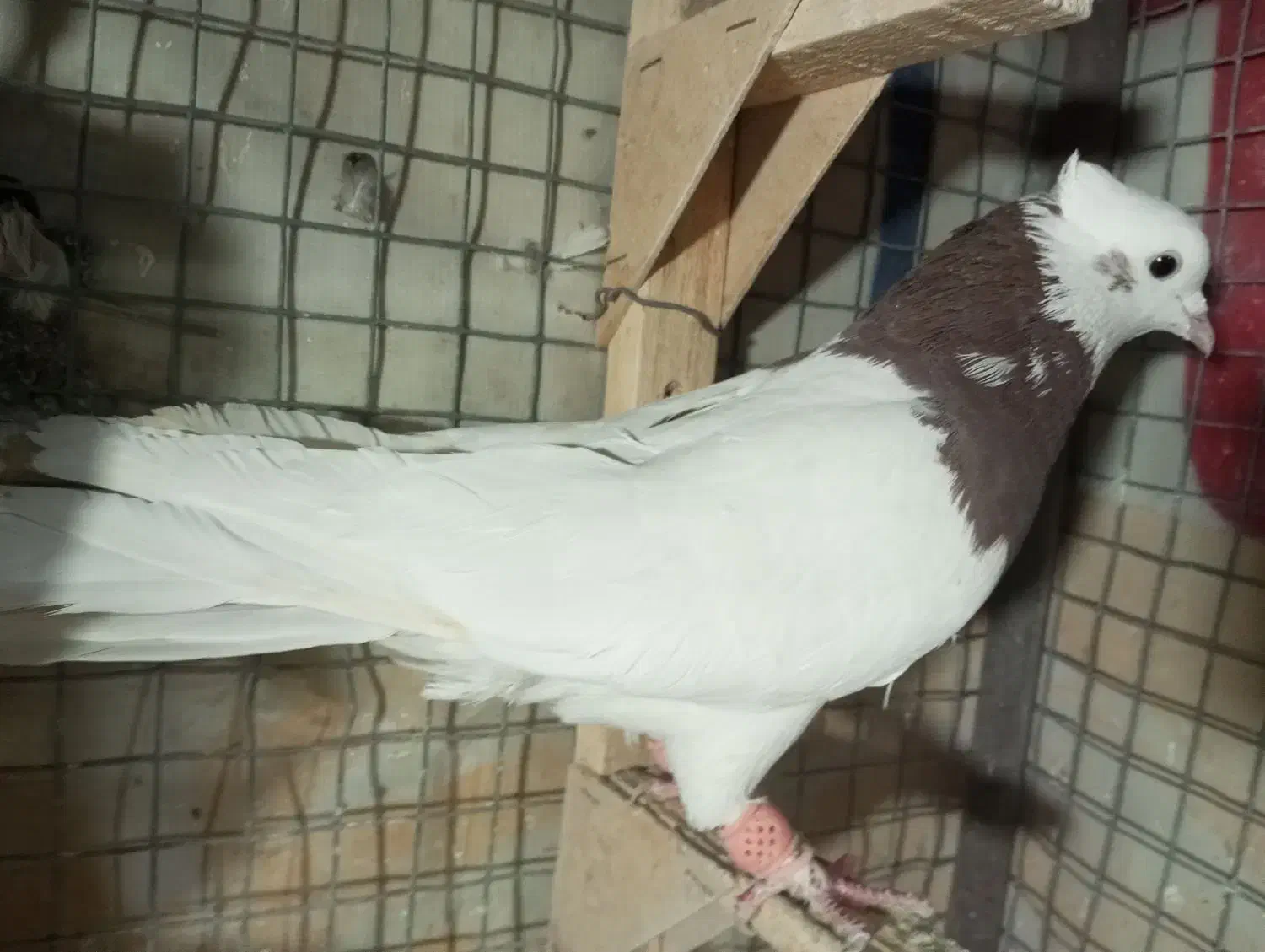 طوق سرخ نر|پرنده|شیراز, شیخ علی چوپان|دیوار