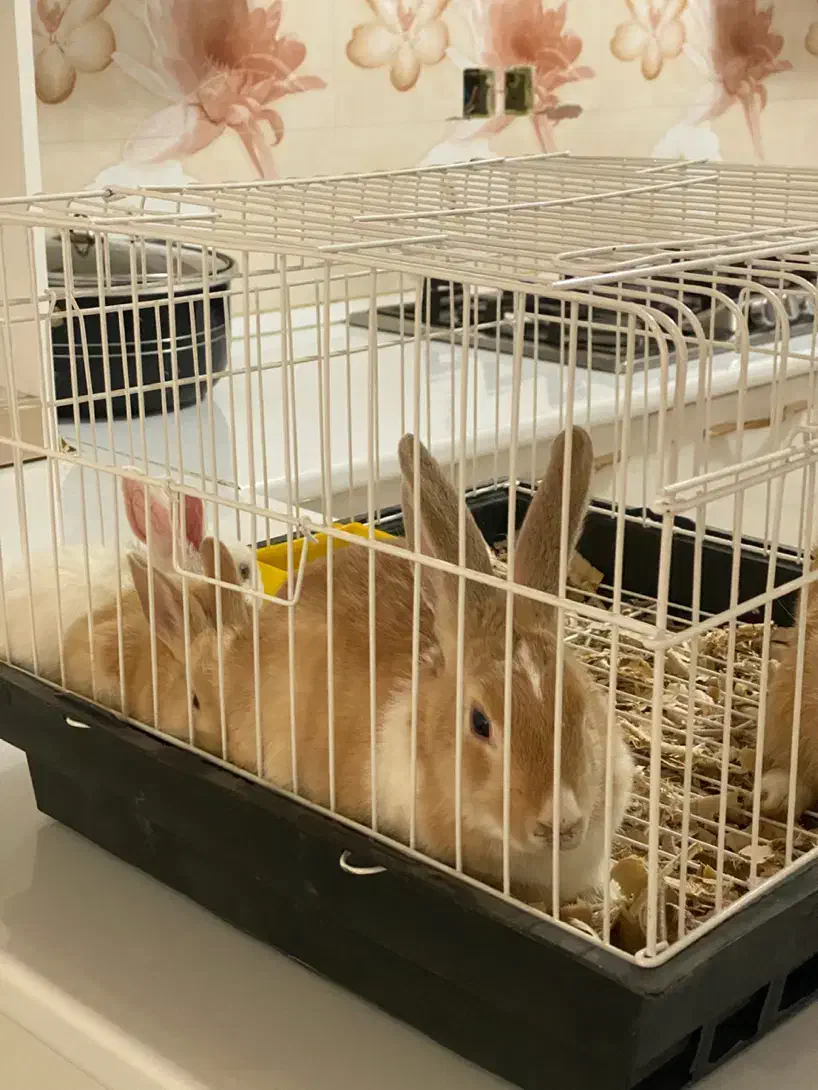 خرگوش|موش و خرگوش|پیرانشهر, |دیوار