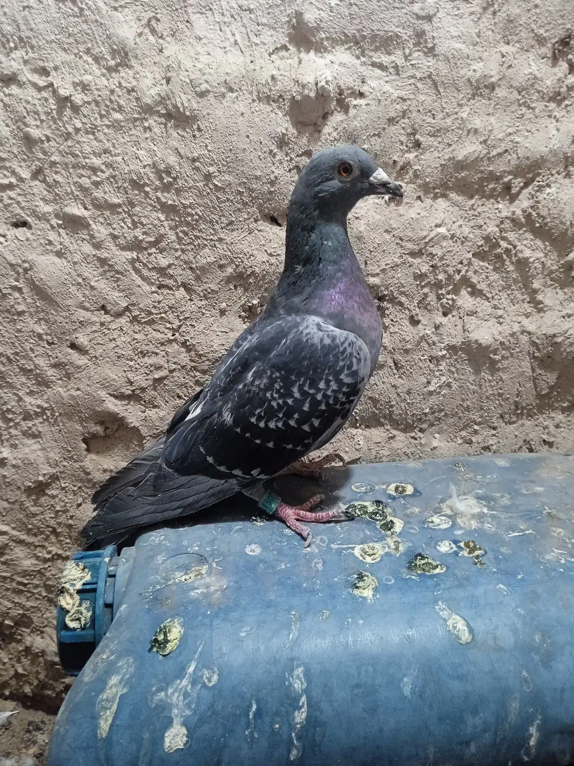 پولک و ساده کاکلی|پرنده|تربت‌حیدریه, منظر|دیوار