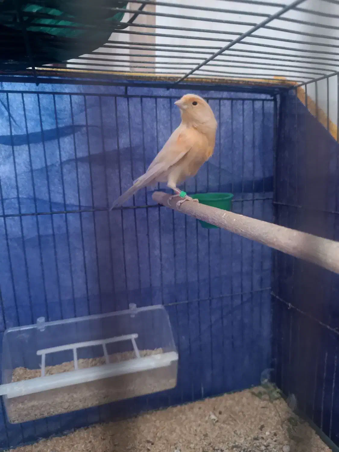 ماده قناری اماده۱۵۰۰|پرنده|کرمان, |دیوار