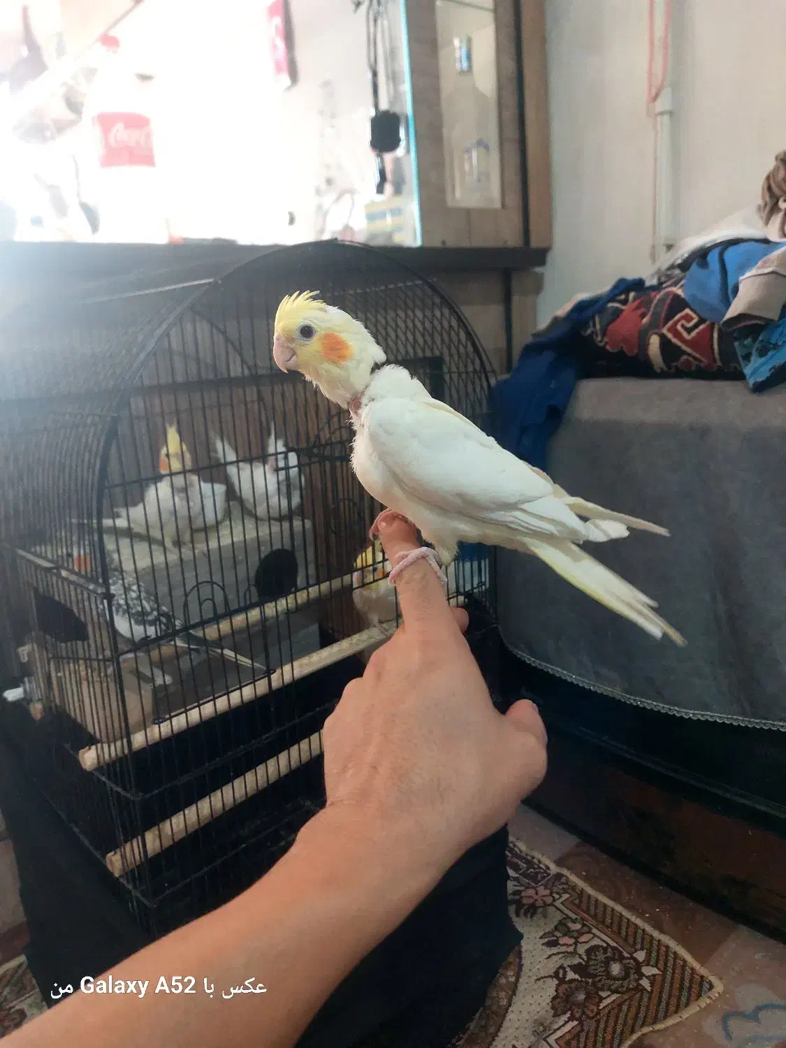 جوجه عروس هلندی لوتینو|پرنده|قدس, شهرقدس|دیوار