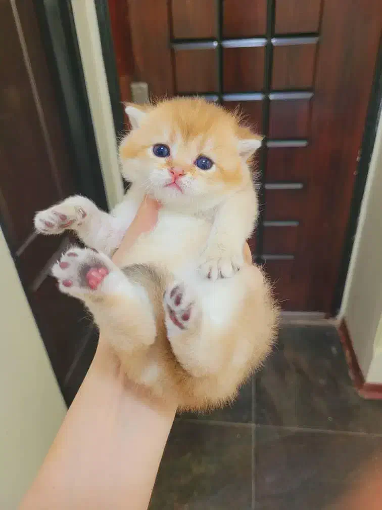 اصیل ترین گربه های بلو وگلد|گربه|جم, |دیوار