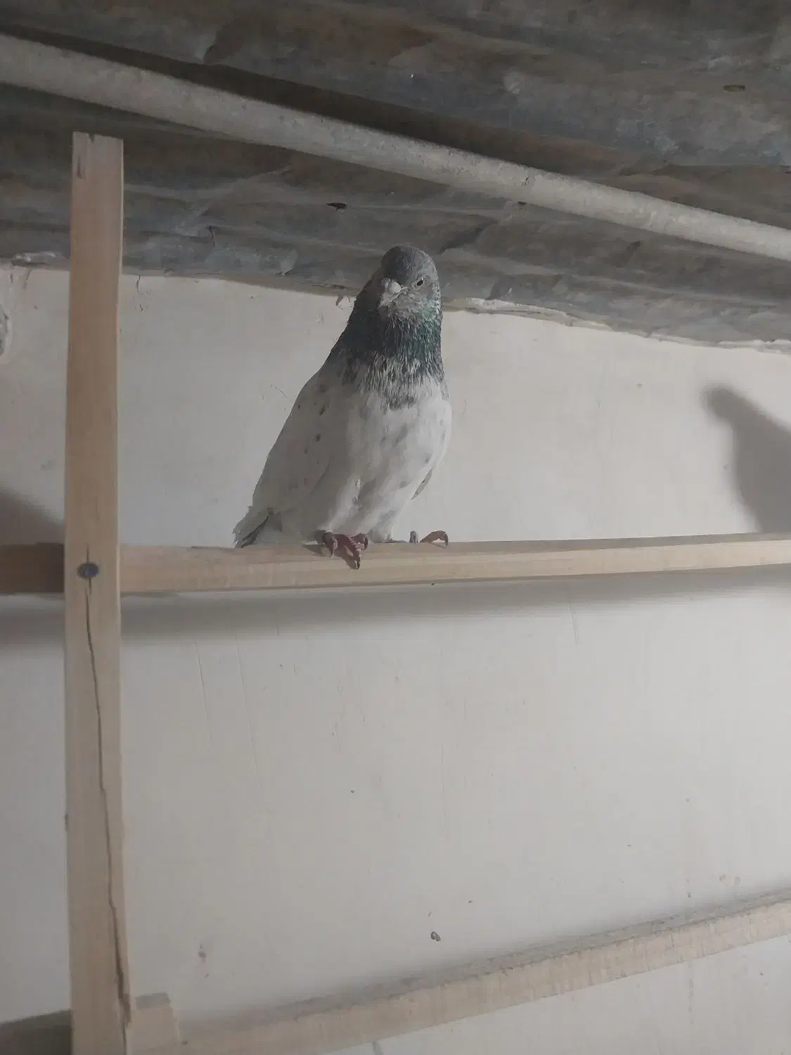 کبوتر|پرنده|قم, شهر قائم|دیوار