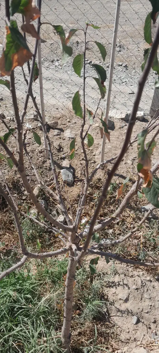 کاشی کاری|خدمات پیشه و مهارت|خوی, |دیوار