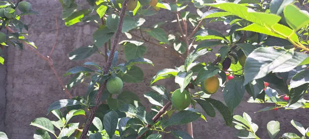 ۴۸۶متر ویلایی سندار حومه شهرک خاکعلی|فروش خانه و ویلا|بشاریات, |دیوار