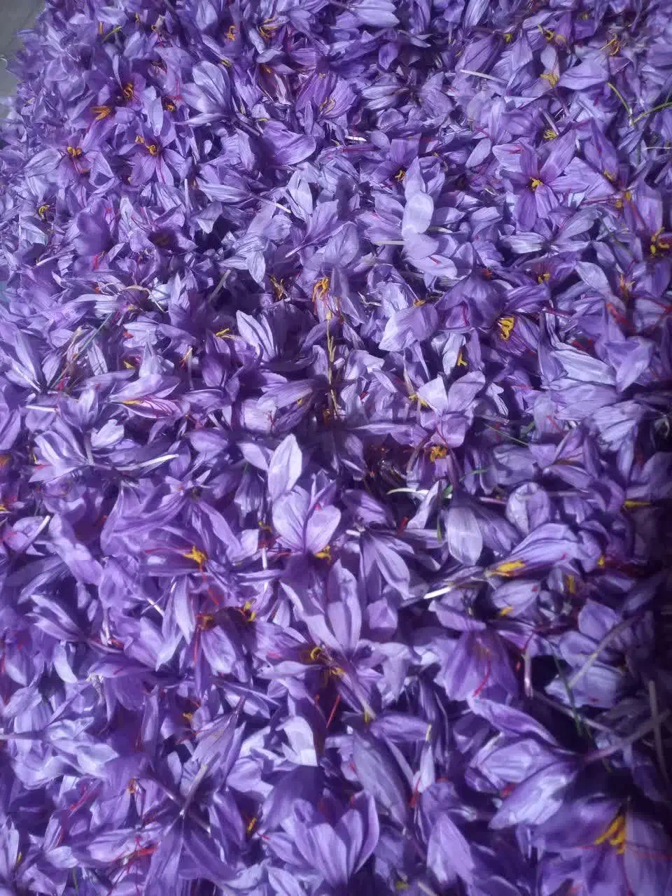 گل تازه خشک عیار بالا|خوردنی و آشامیدنی|مشهد, رضاییه|دیوار