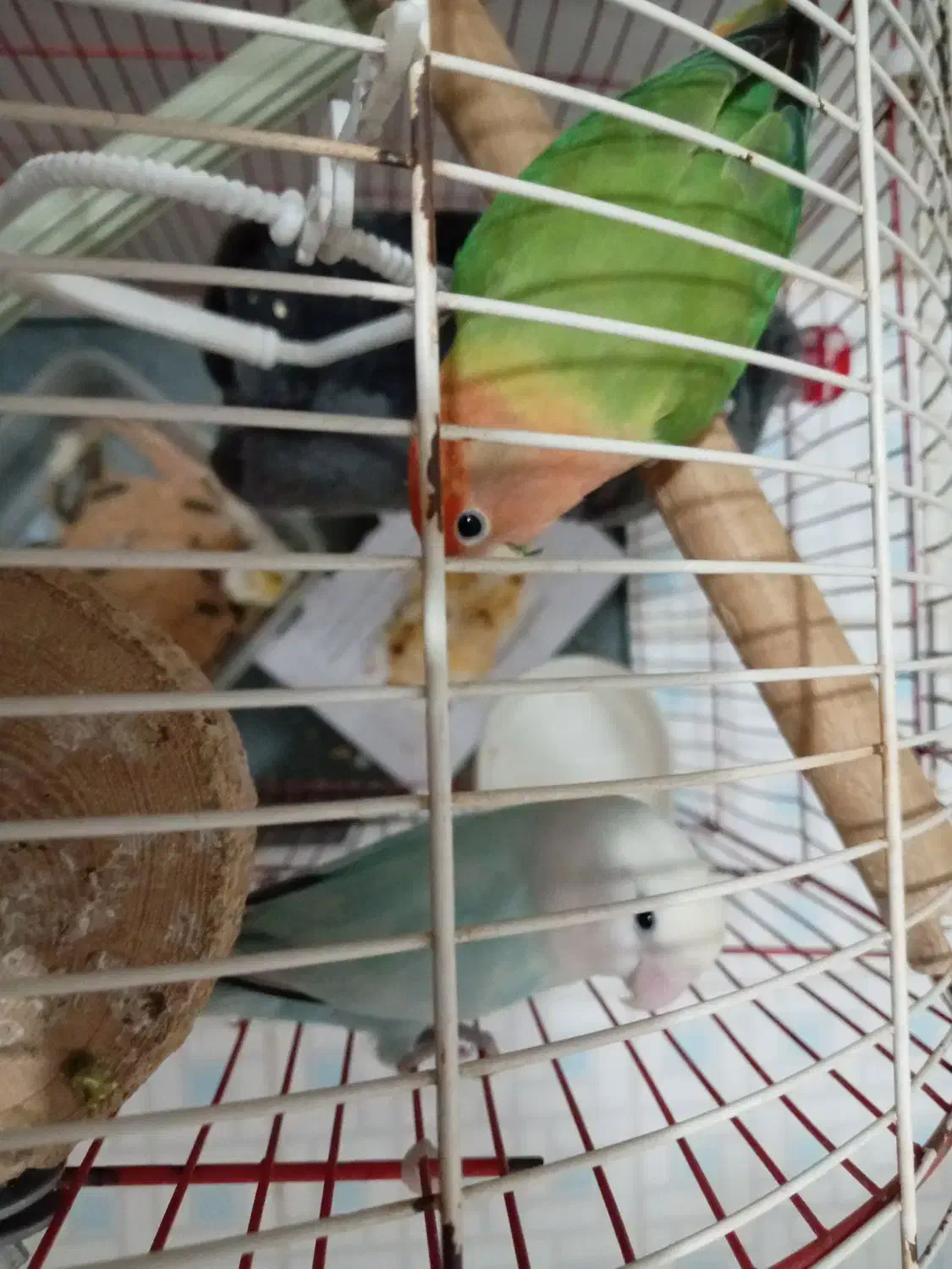 دوتا طوطی برزیلی هر دو ماده|پرنده|کرج, شهرک فهمیده|دیوار