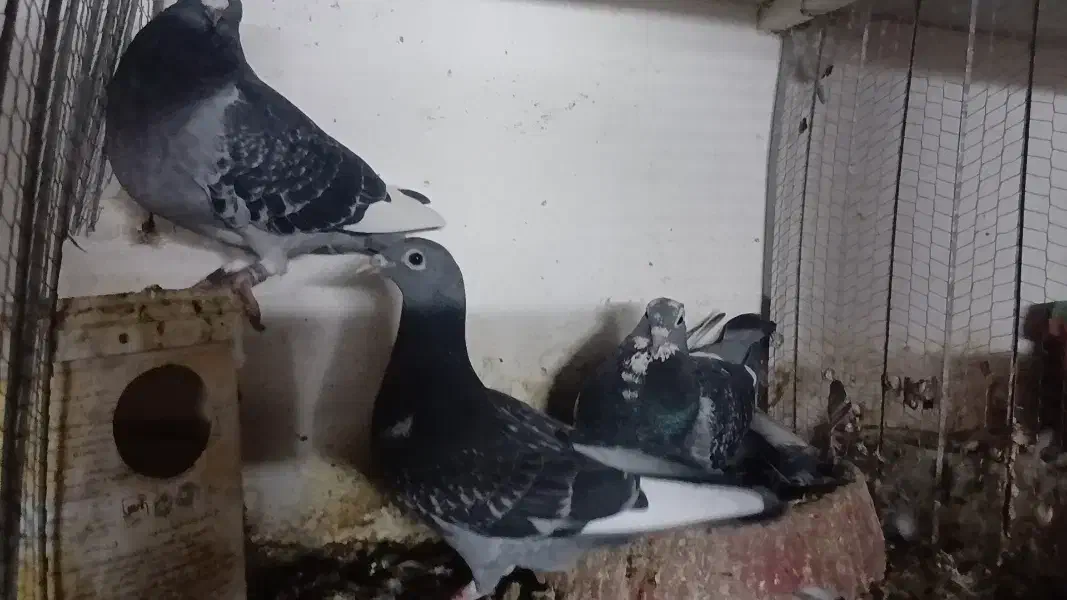 چند عدد. پرنده پلاکی|پرنده|اهواز, کوی علوی|دیوار