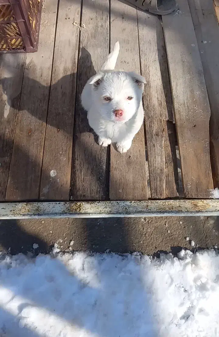 سگ پاکوتا فیندو|سگ|مراغه, |دیوار