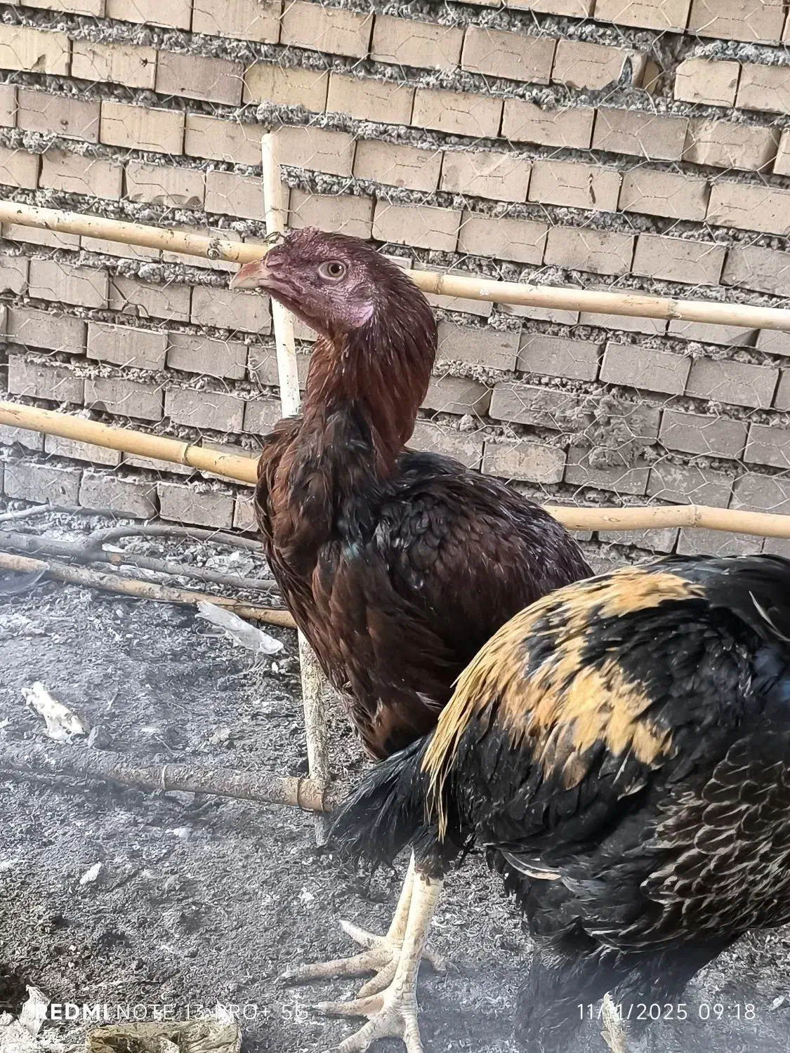 خروس و جوجه خروس لاری|حیوانات مزرعه|خان ببین, |دیوار