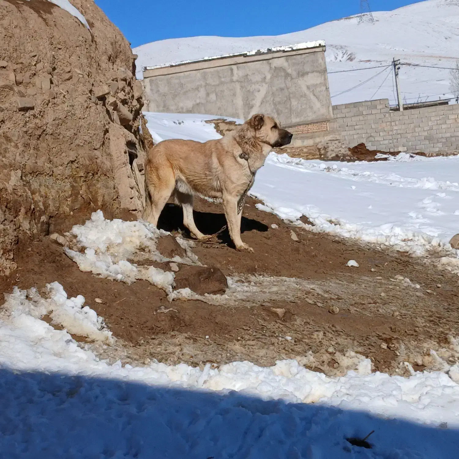 واگذاری سگ|سگ|خواجه, |دیوار