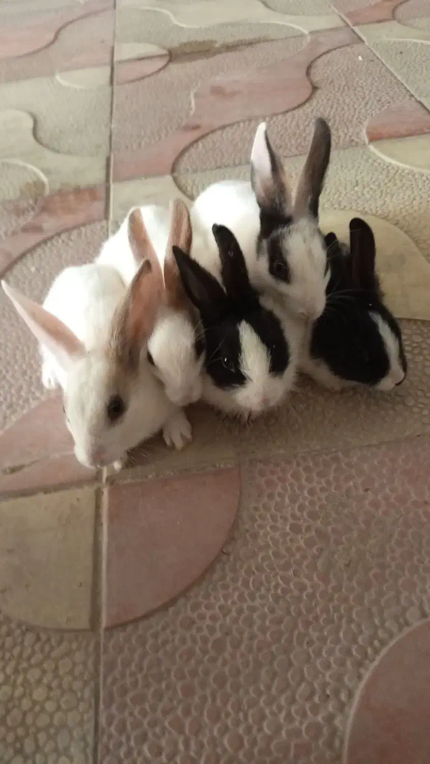 چند عدد خرگوش|موش و خرگوش|آشخانه, |دیوار