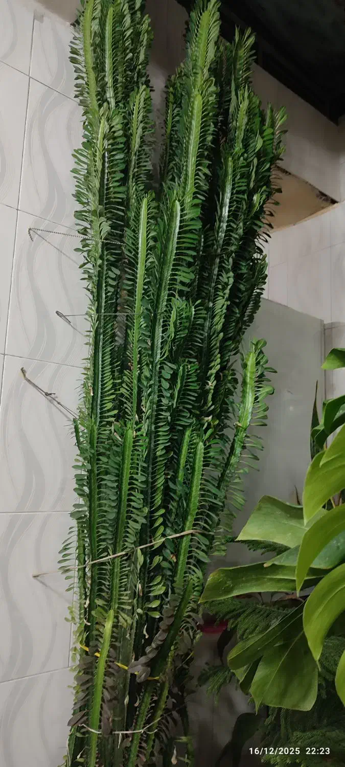 کاکتوس برگ دار|گل و گیاه طبیعی|گندمان, |دیوار