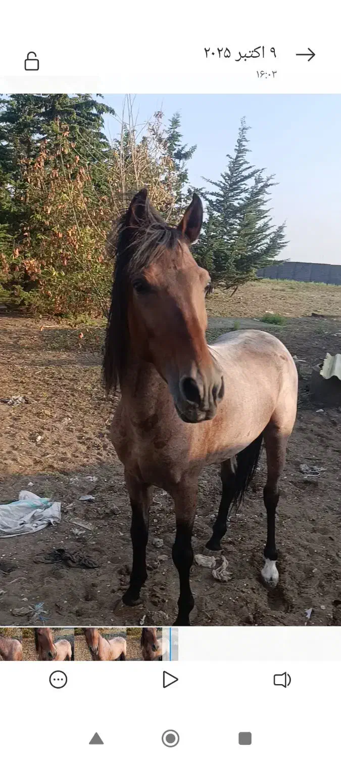 نریون کرد بازی دار|اسب و تجهیزات اسب‌سواری|رشت, فرزانه|دیوار