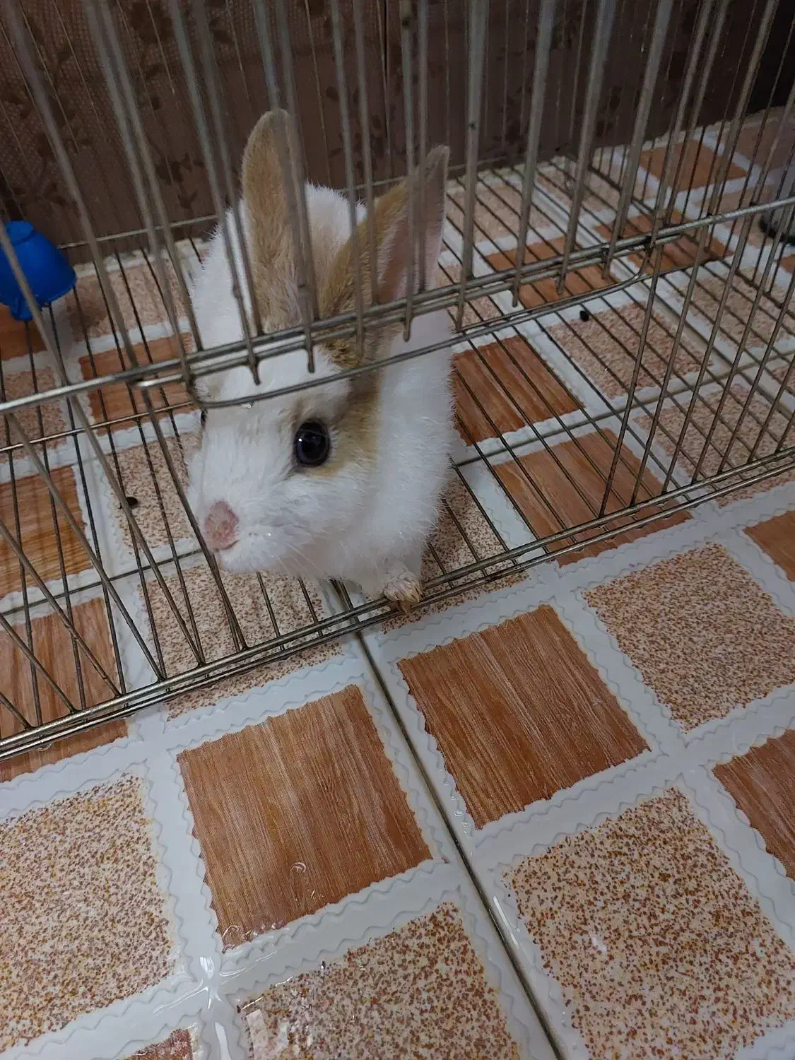 خرگوش مینیاتوری|موش و خرگوش|کرمانشاه, |دیوار