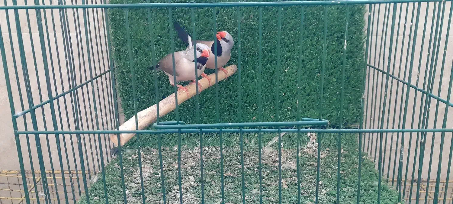 فنچ کرواتی نرگسی زبرا|پرنده|مشکین‌دشت, |دیوار