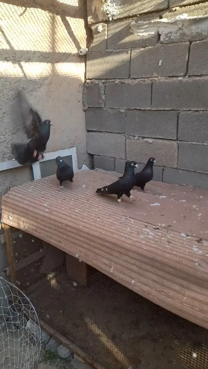 هندی|پرنده|امیدیه, |دیوار