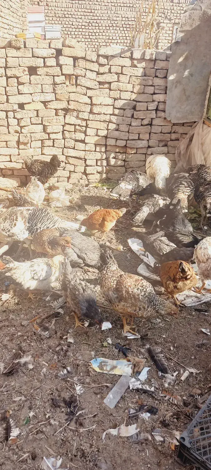 مرغ خروس وبوقلمون|حیوانات مزرعه|نیشابور, سرآب کوشک|دیوار
