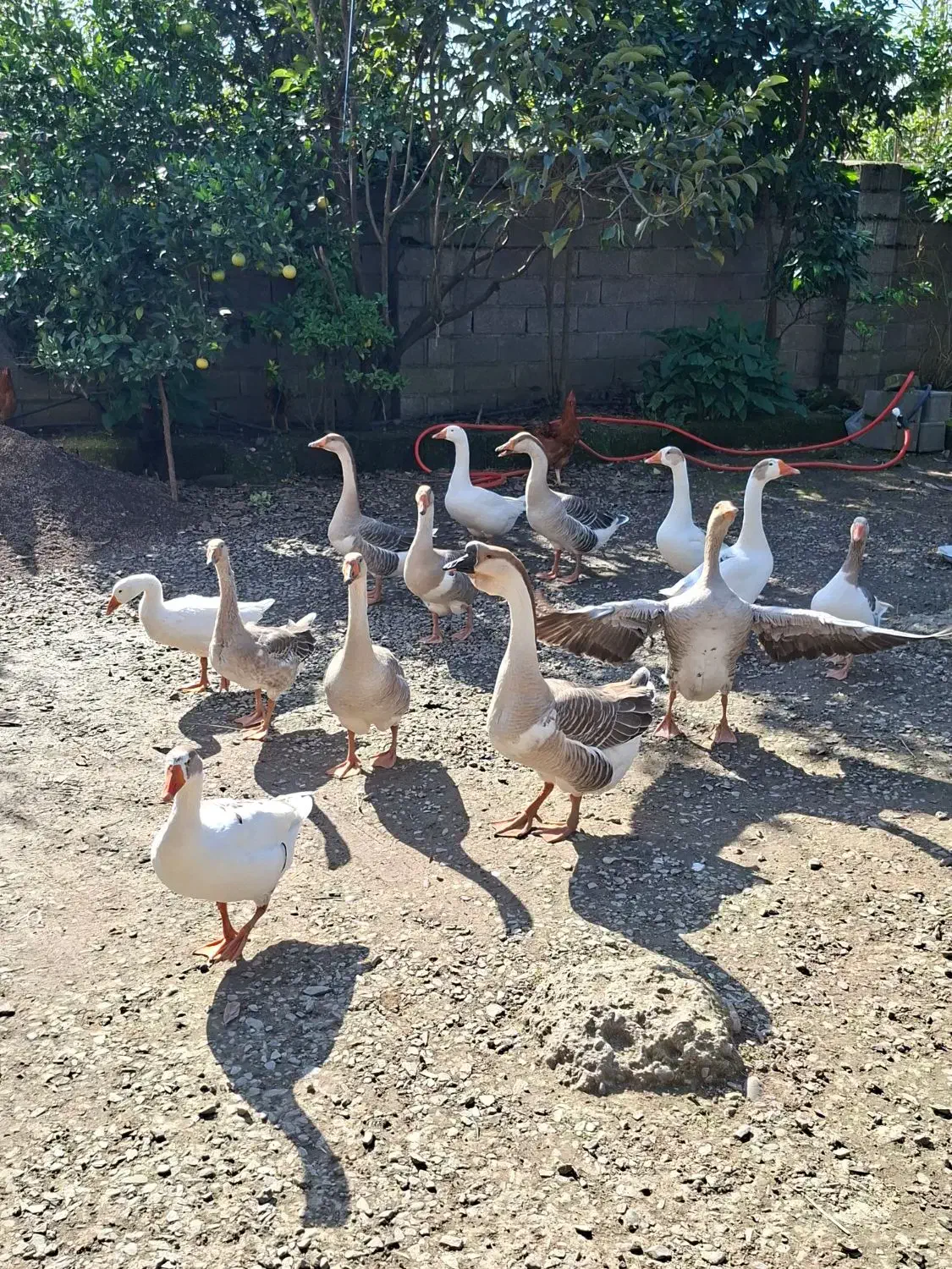 غاز محلی و قو غاز|حیوانات مزرعه|لاهیجان, انقلاب|دیوار