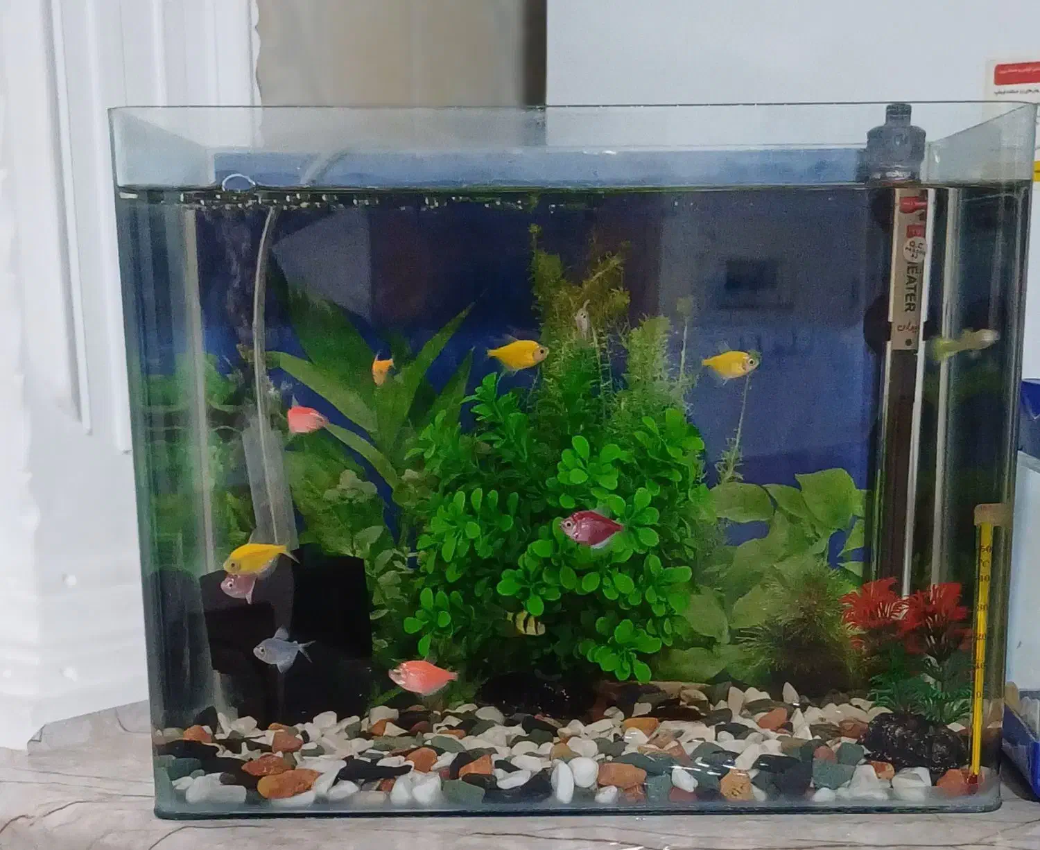 آکواریوم خم شرکتی|ماهی|الوند, |دیوار