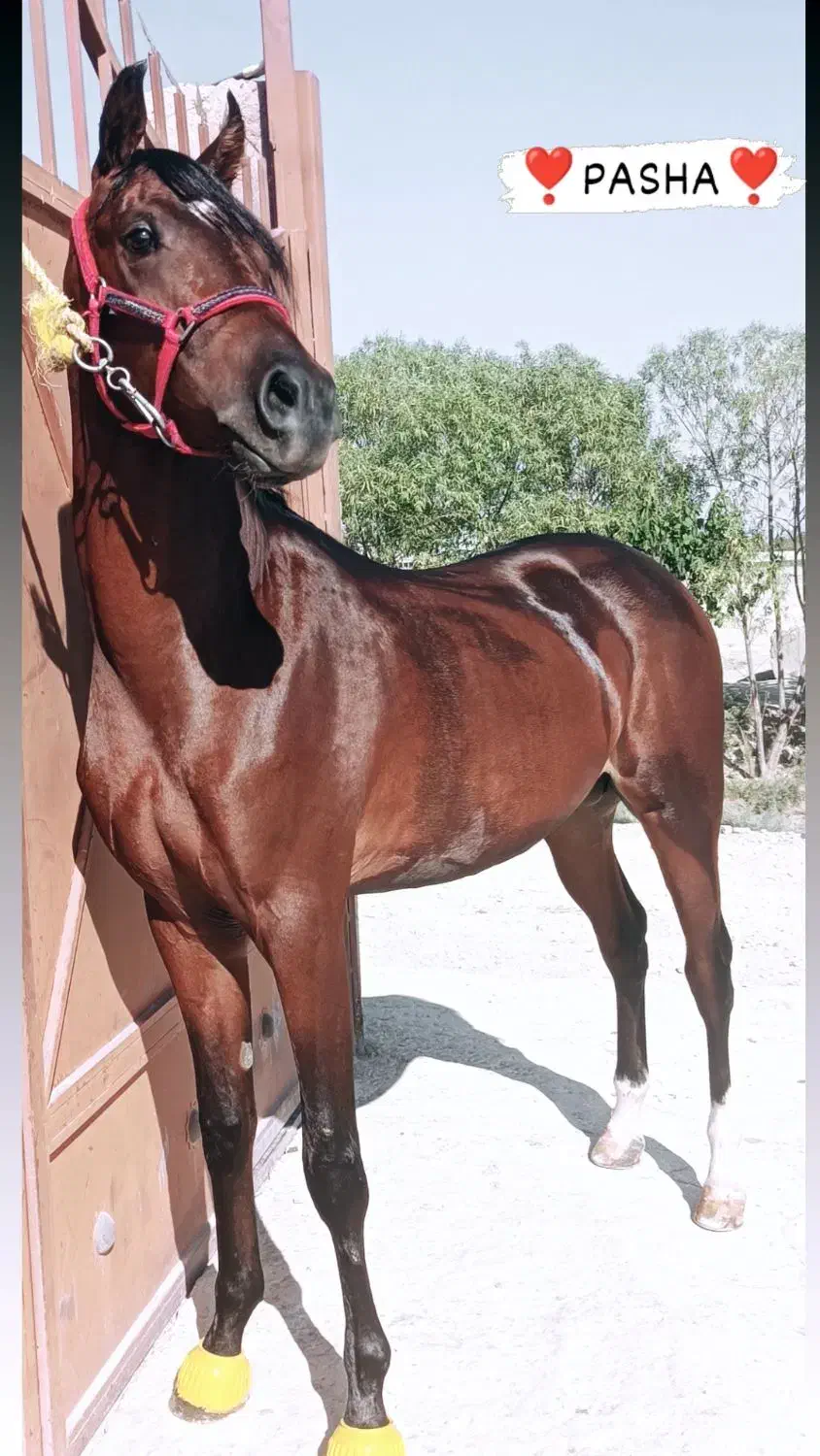 اسب درجه یک|اسب و تجهیزات اسبسواری|تهران, جوادیه|دیوار