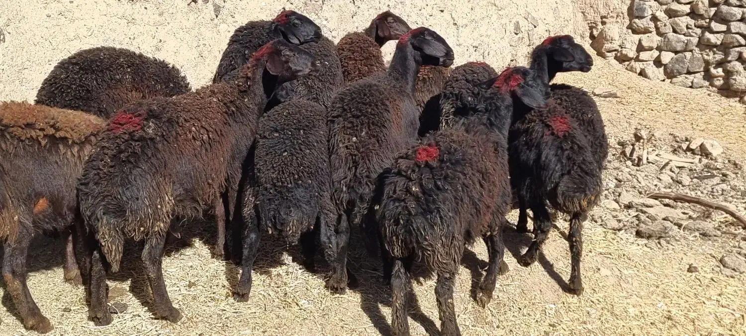 بره ماده قره قزل افشار صحیح و سالم|حیوانات مزرعه|زنجان, |دیوار