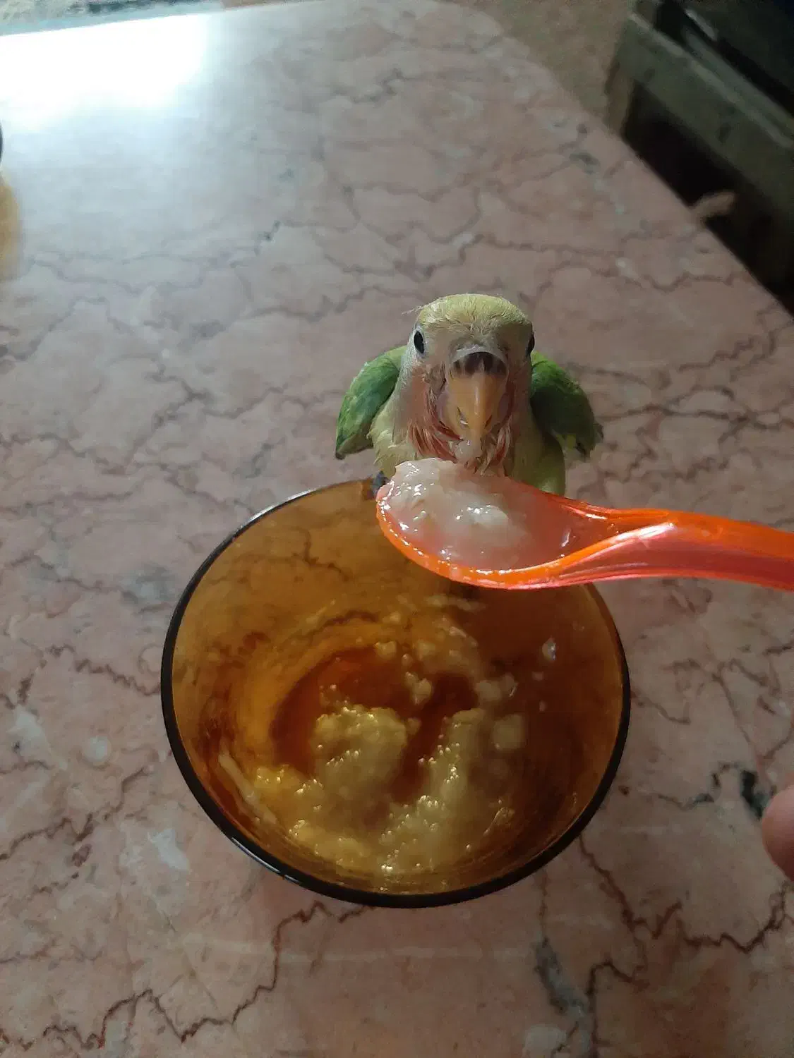 طوطی برزیلی سرلاکی|پرنده|تهران, مشیریه|دیوار