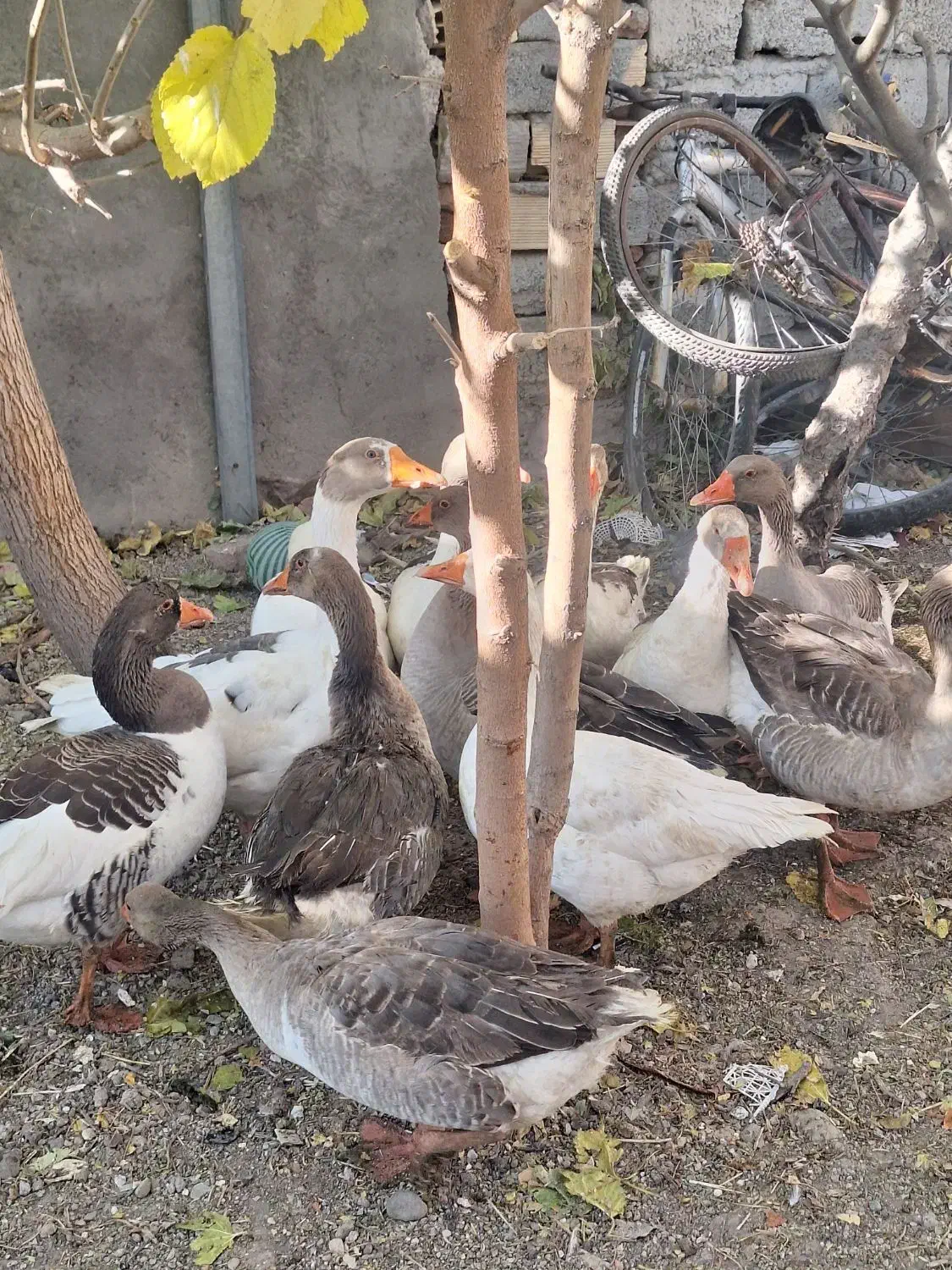 غاز ارگانیک|حیوانات مزرعه|اردبیل, |دیوار