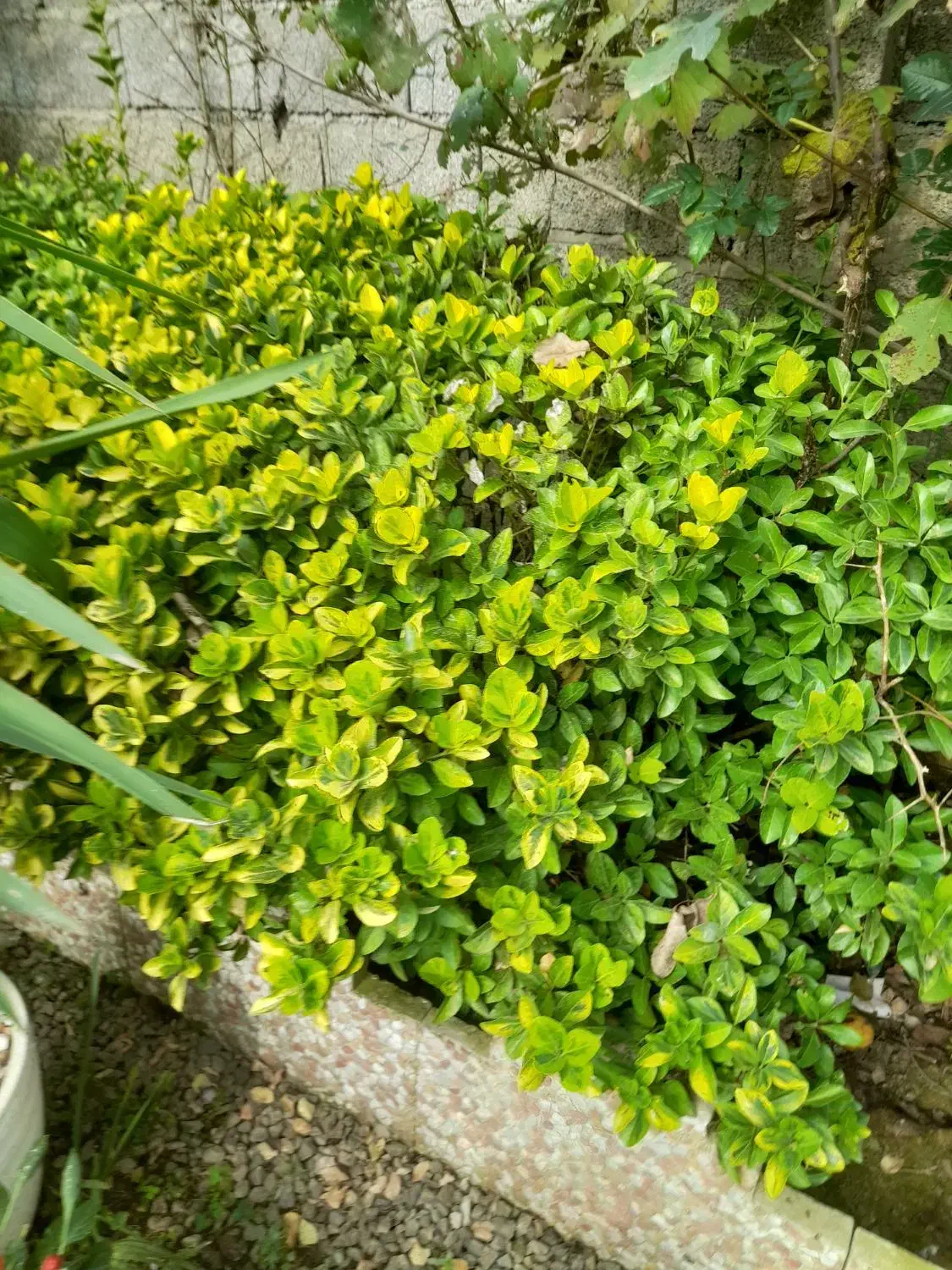 نهال شمشاد|خدمات باغبانی و درختکاری|شاندرمن, |دیوار