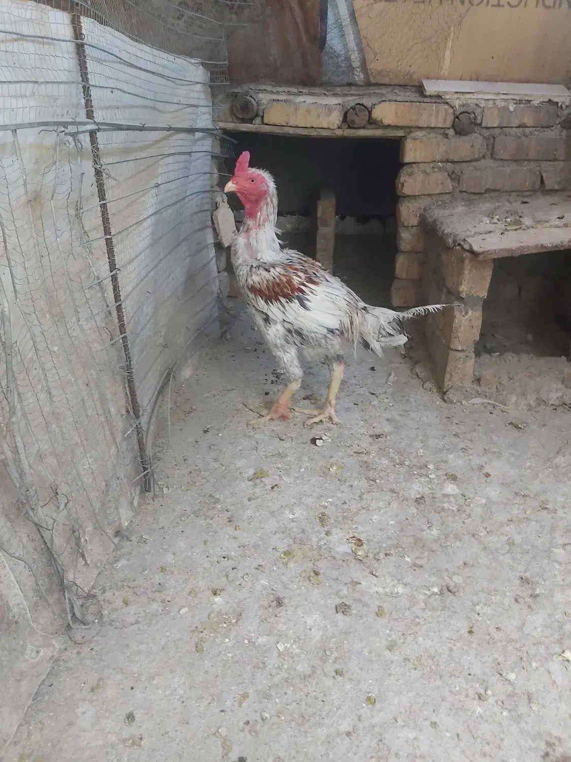 حیوانات خانگی|حیوانات مزرعه|پیشوا, |دیوار