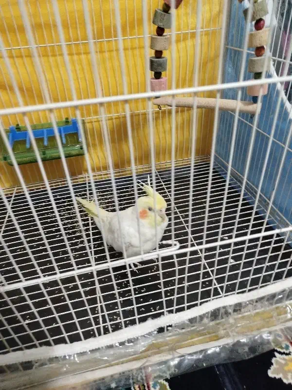 عروس هلندی لوتینو همراه با قفس و تمام وسایلش|پرنده|تربت‌حیدریه, حاجی یار‎|دیوار