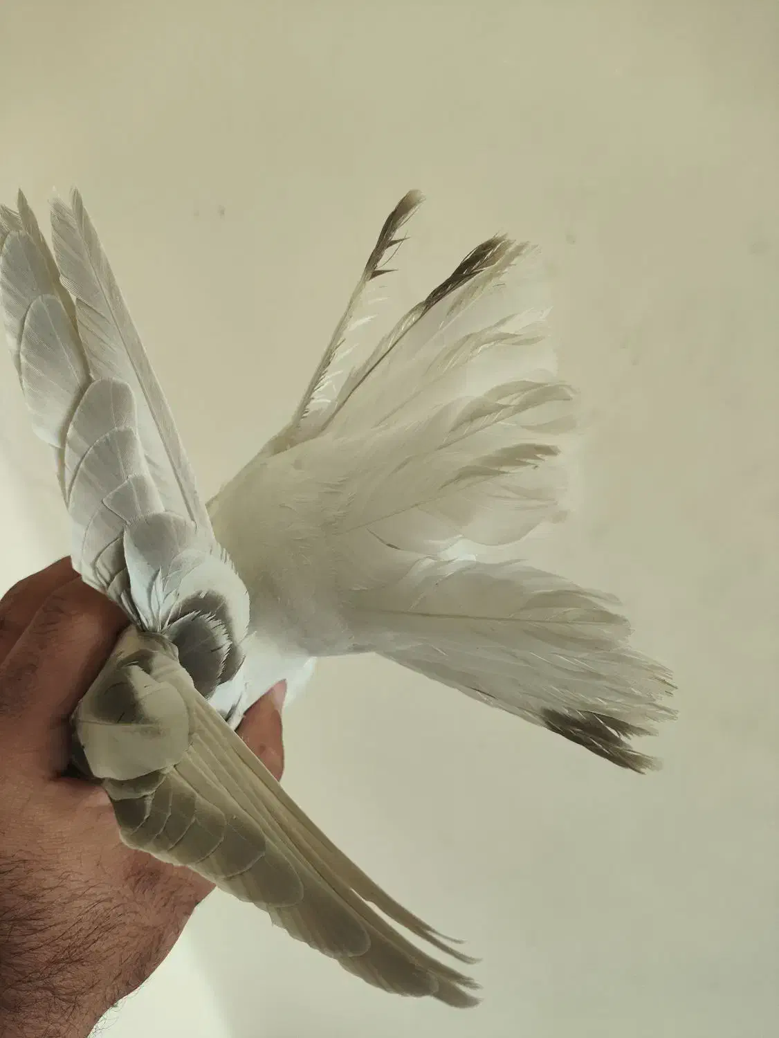 سوسنی دم سفید نر|پرنده|شیراز, فخرآباد (دروازه کازرون)|دیوار