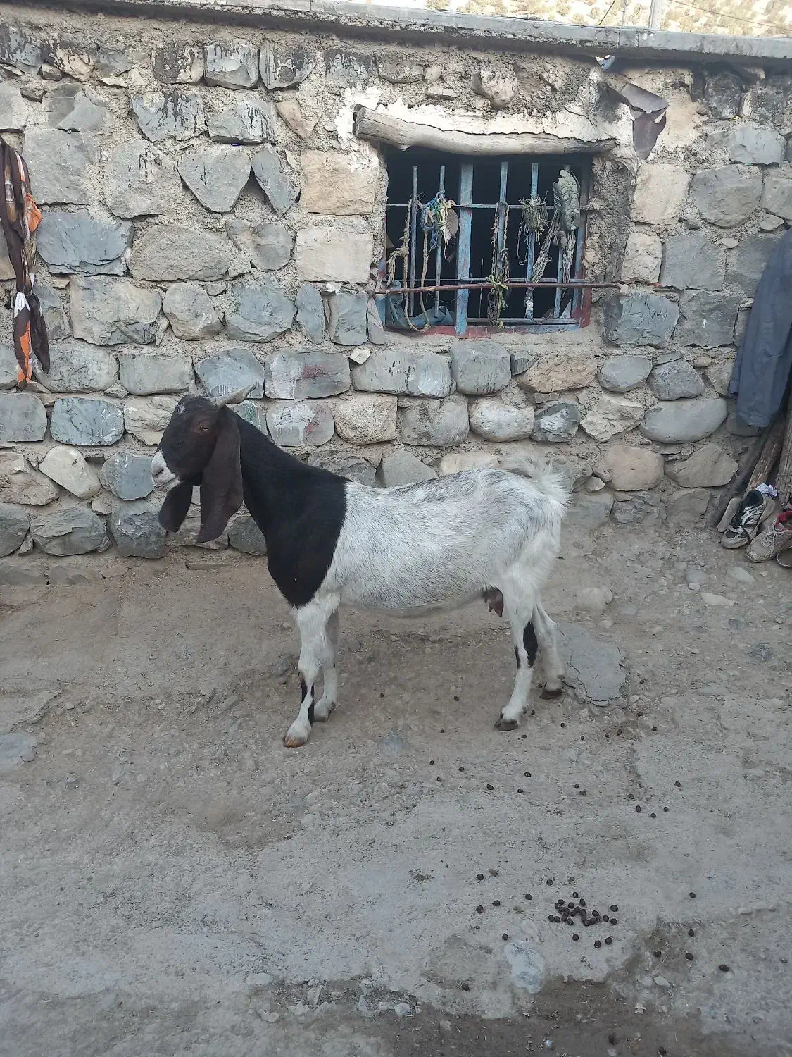 یکراسبزپاکستانی|حیوانات مزرعه|ایلام, |دیوار