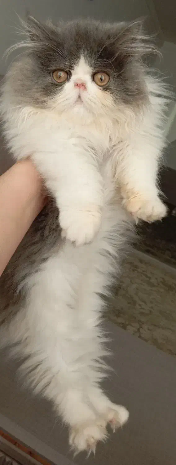 پرشین زیبا|گربه|آمل, |دیوار