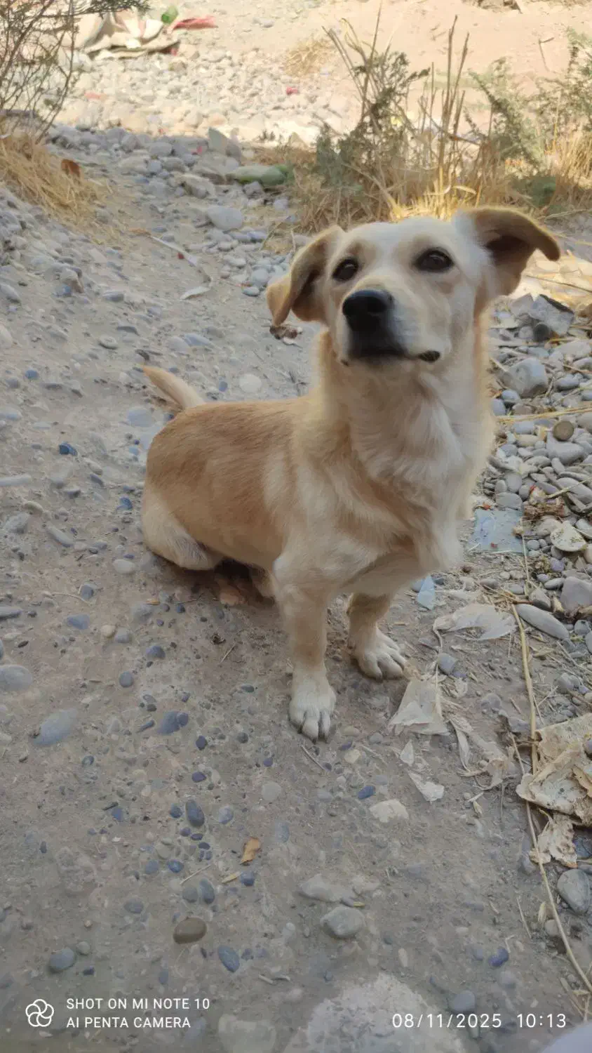 سگ پاکوتاه شکاری|سگ|دزفول, |دیوار