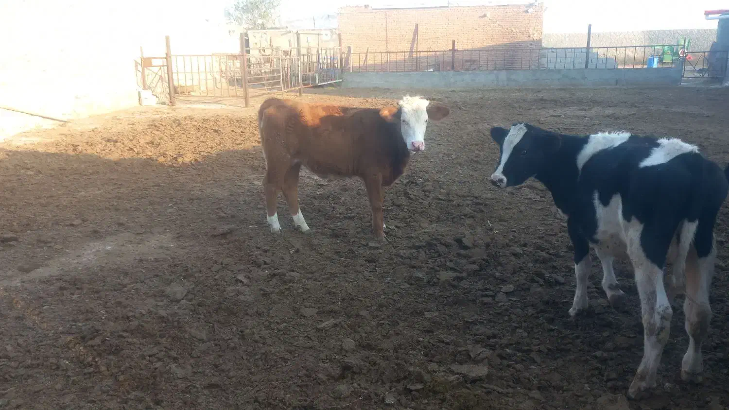 فروش ۵راس گاو گوساله|حیوانات مزرعه|ایلخچی, |دیوار