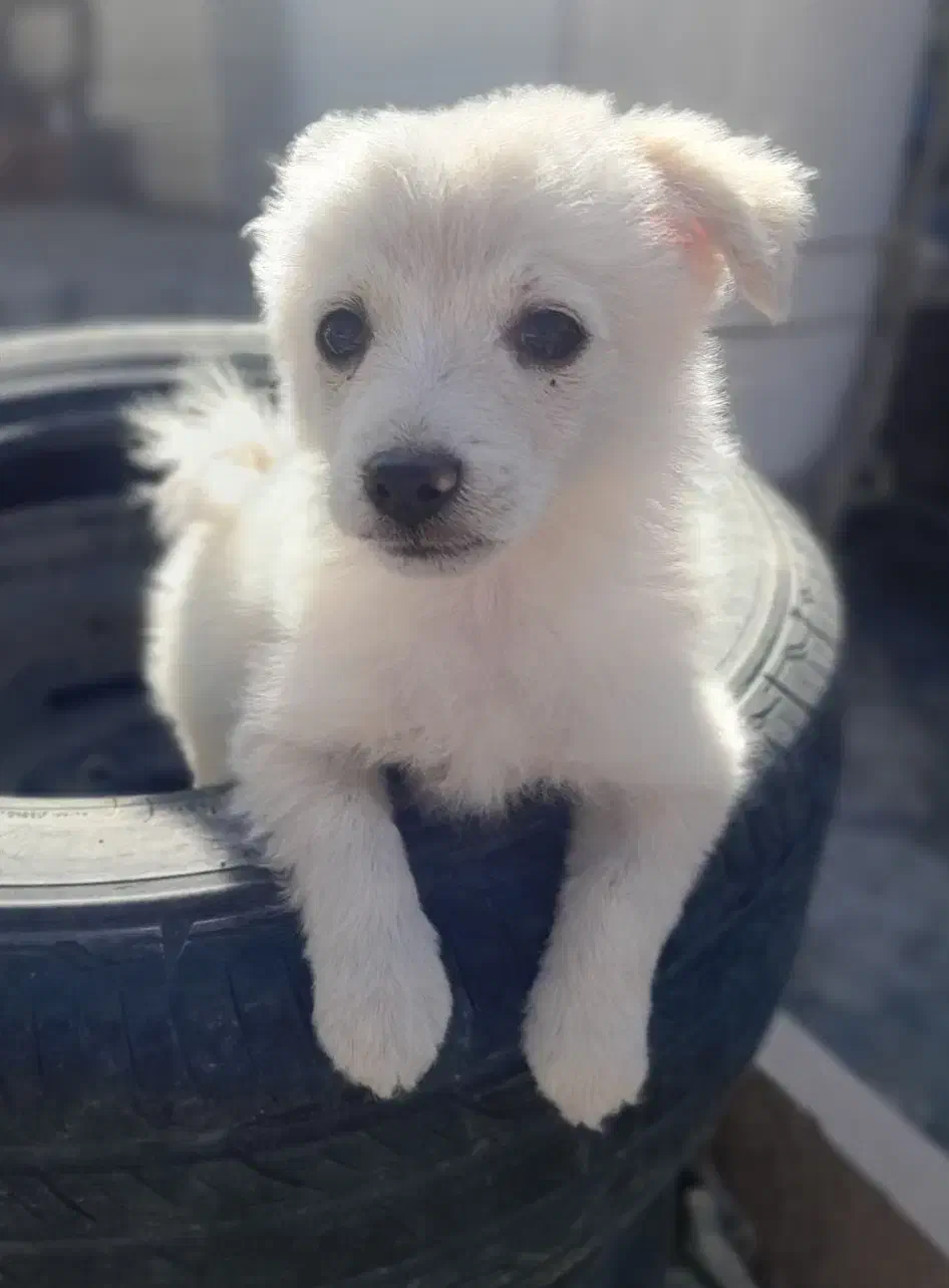 سگ پامر|سگ|مشهد, ویلاشهر|دیوار