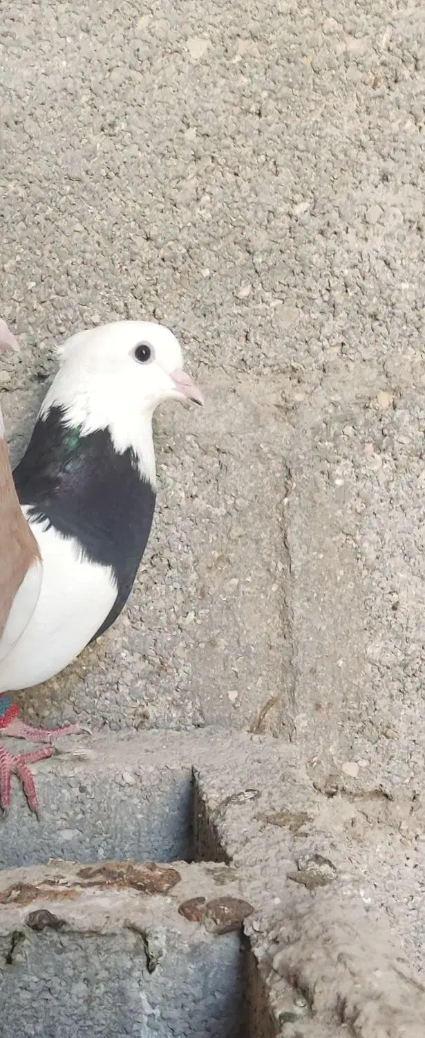 کبوتر ۲۵۰|پرنده|مهر, |دیوار