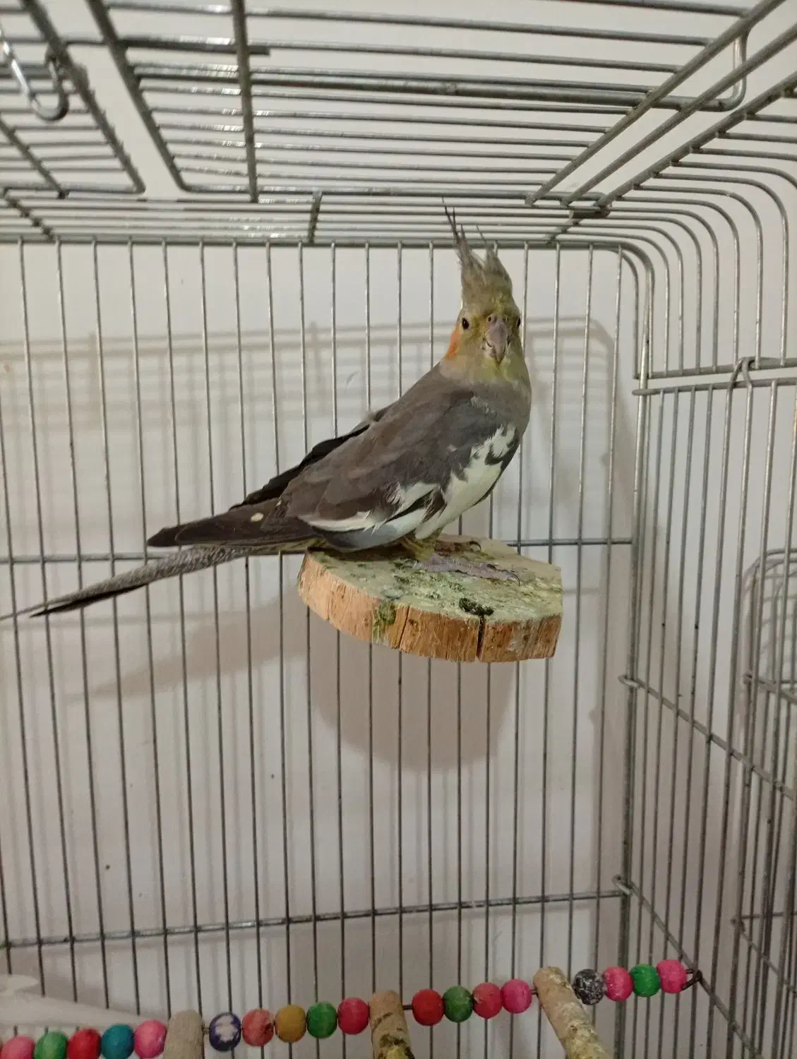 عروس هلندی|پرنده|شیراز, شهرک رضوان|دیوار