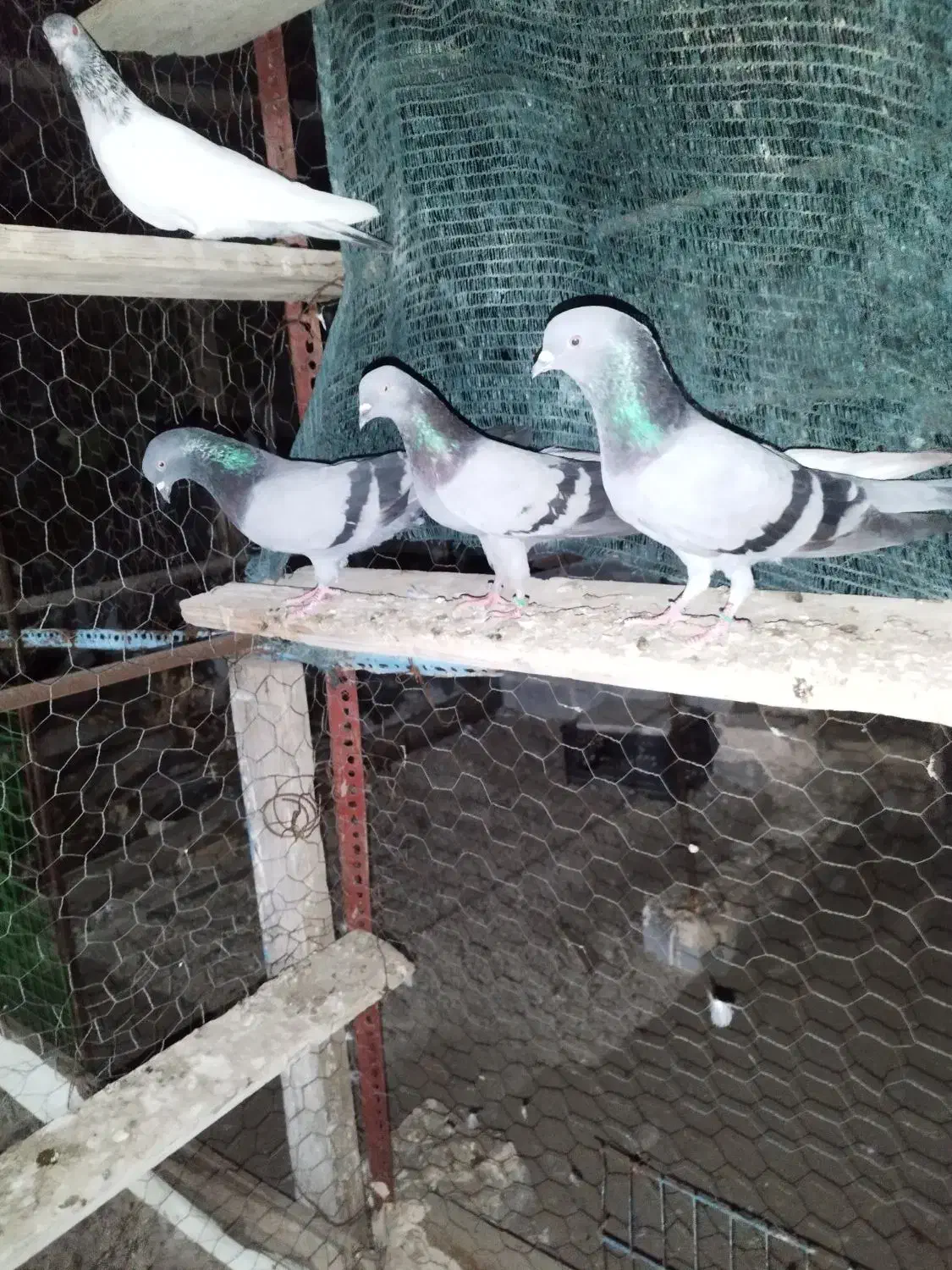 سه عدد سبز پاکستانی درجه یک|پرنده|میناب, |دیوار