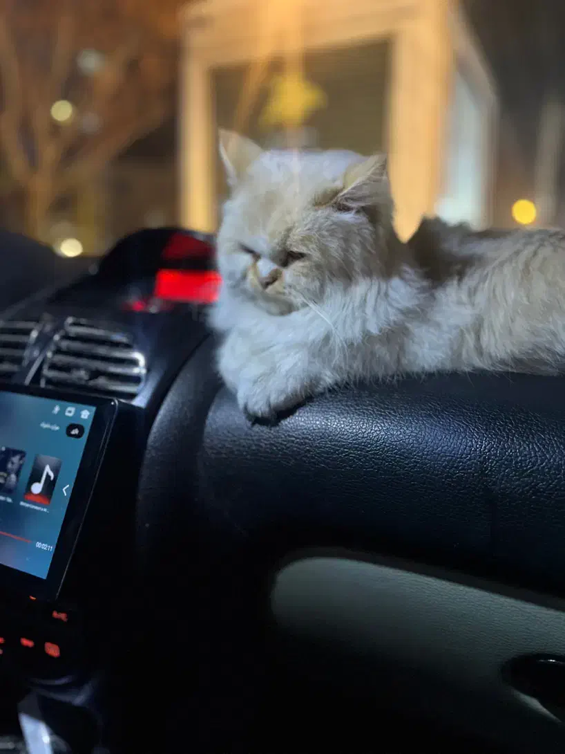 گربه پرشین|گربه|قم, پردیسان|دیوار