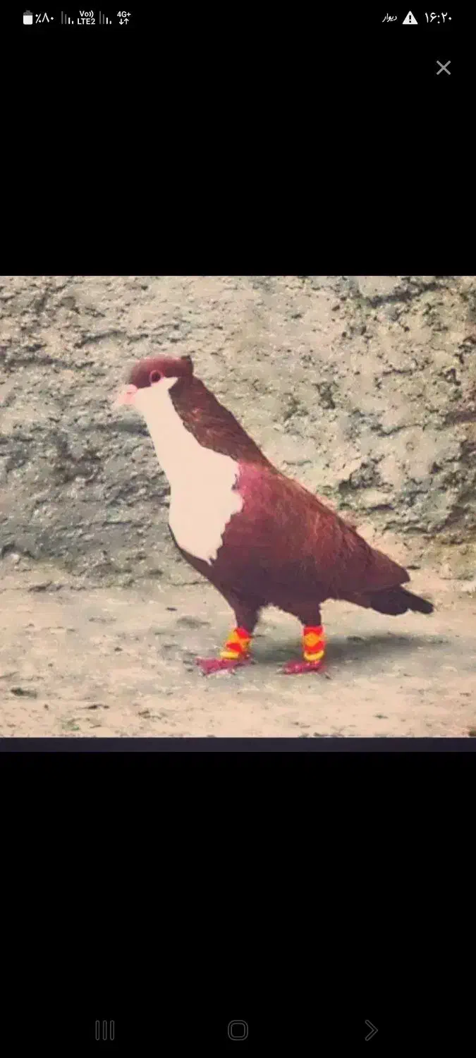 ماده یال سیاه|حیوانات|رفسنجان, |دیوار