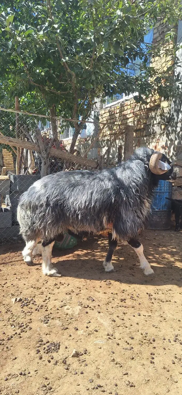 یک راس قوچ افشاری|حیوانات مزرعه|فریدونشهر, |دیوار