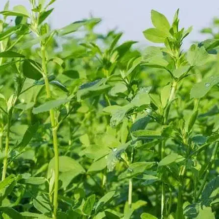 خرید یونجه تر با پیش پرداخت و بصورت نقدی  (تضمینی)|خدمات باغبانی و درختکاری|گتوند, |دیوار