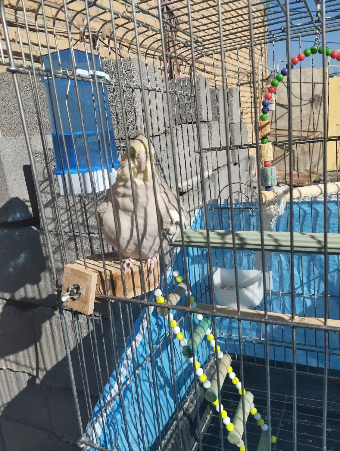 عروس هلندی|پرنده|کامیاران, |دیوار