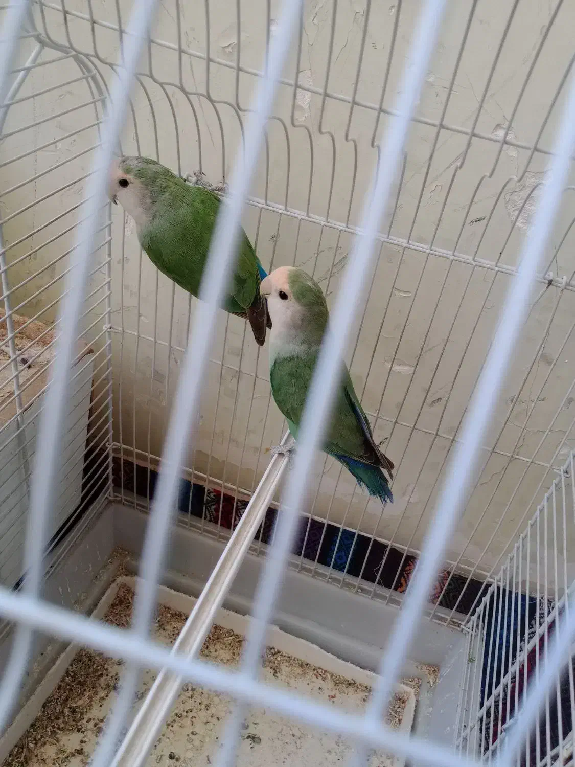 طوطی برزیلی|پرنده|شیراز, تندگویان|دیوار