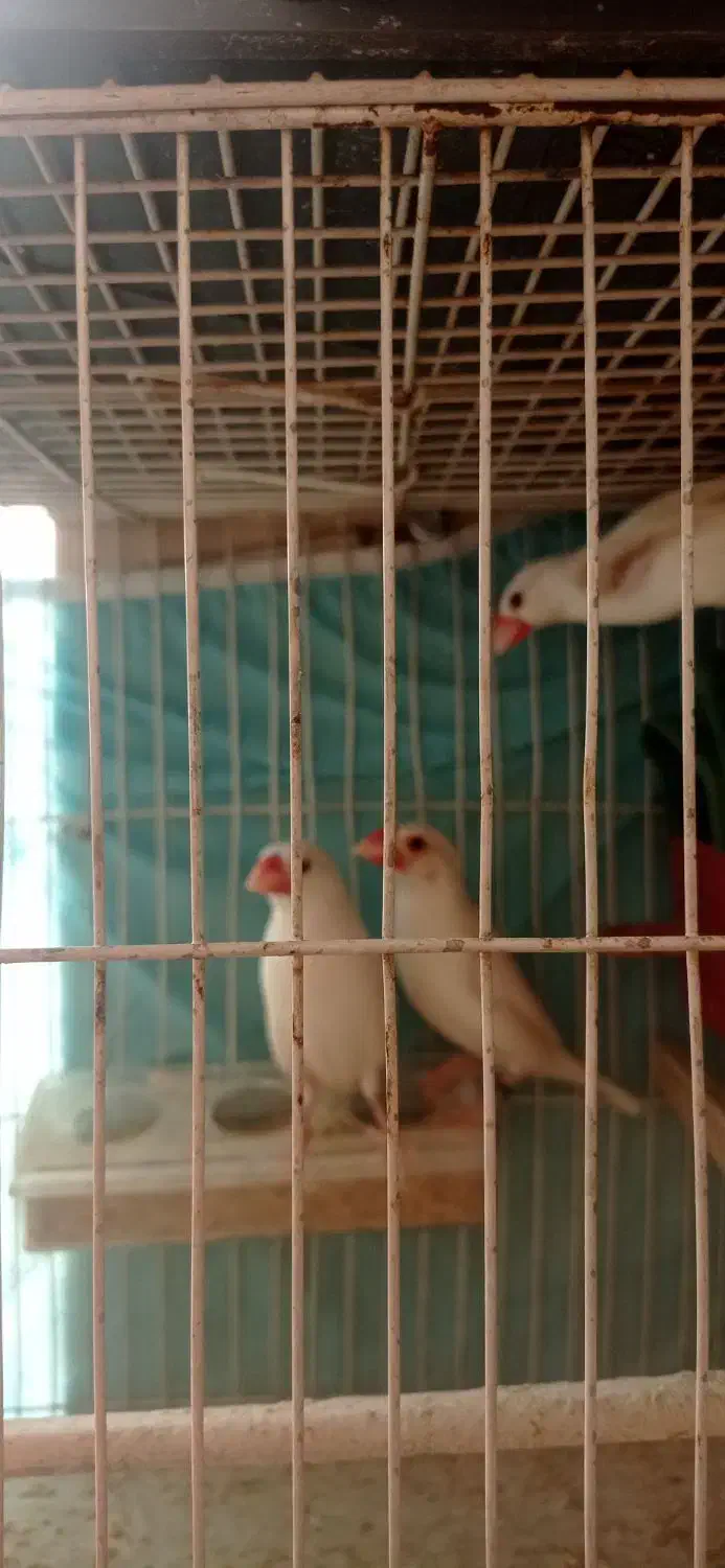 فنچ نرگسی|پرنده|مشهد, زمانه|دیوار