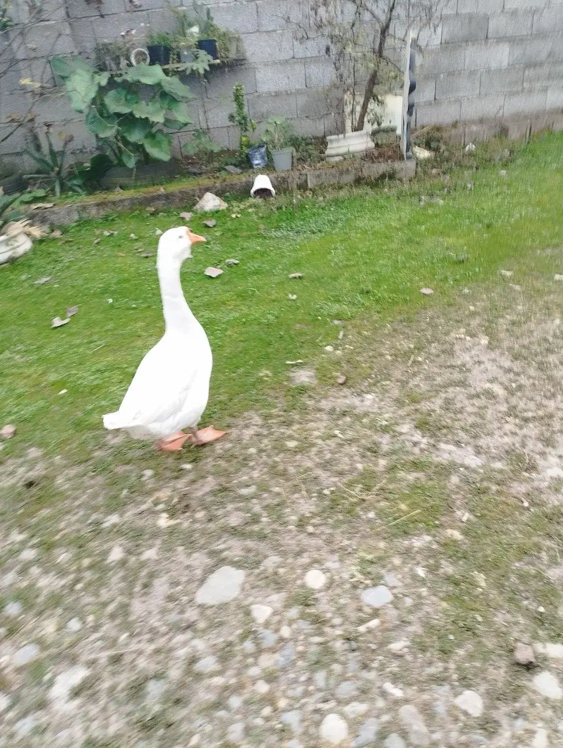 قو غاز|حیوانات مزرعه|سنگر, |دیوار