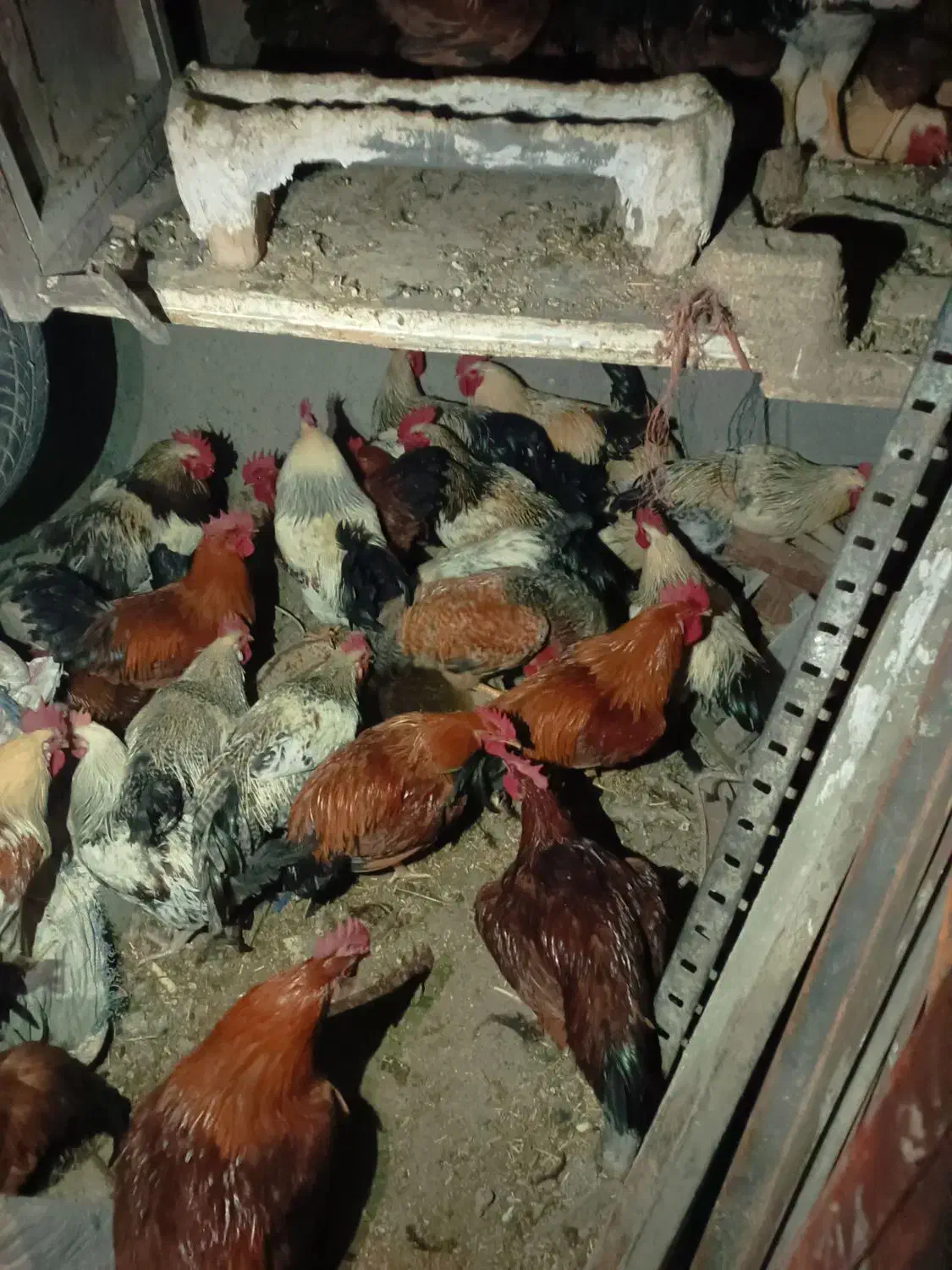 خروس محلی|حیوانات مزرعه|هشتگرد, شهرک وحدت|دیوار