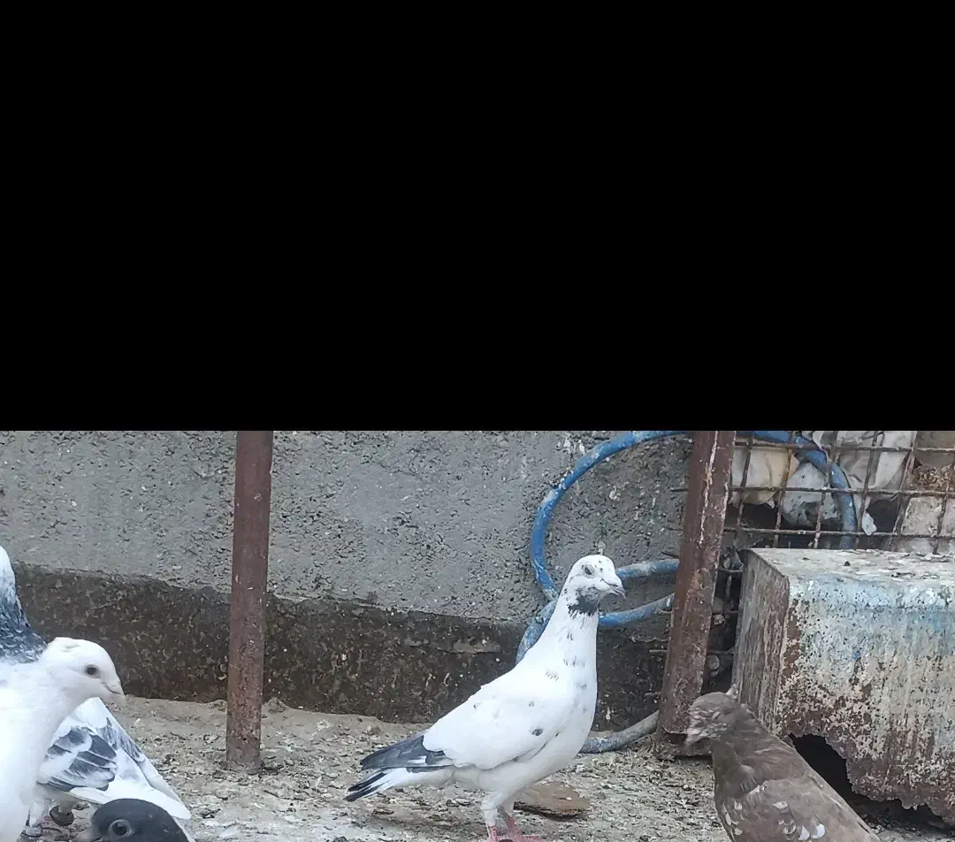 سارسبز دس پر|پرنده|مشهد, شهرک شیرین|دیوار